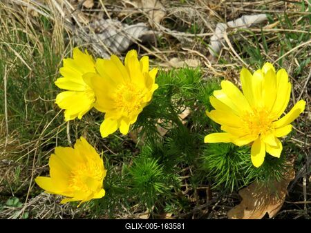 Flowers - Forest - Hungary - Spring-stock-foto