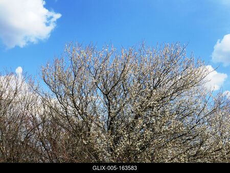 Blooming tree wit blue Sky - Nature-stock-foto