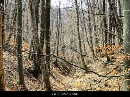 Early Spreing in a Forest - Nature-stock-foto