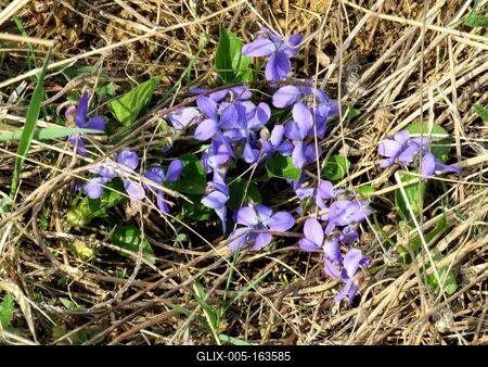 Violet in the Forest - Hungary spring - Nature-stock-foto