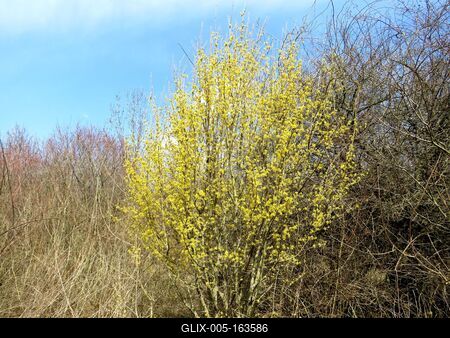 Spring in Nagykovácsi Forest - Nature-stock-foto