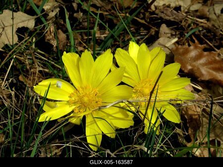 Spring flowers in the Nagykovácsi Forest -Nature-stock-foto