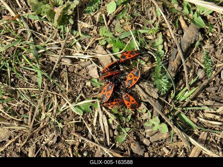 Nature: Beetles Marriage in a Forest - Spring-stock-foto