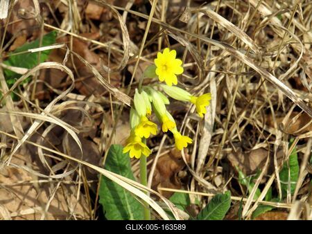 Flowers in a Hungarian Forest - Spring-stock-foto
