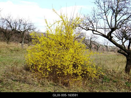 Blossoming Golden Bush - Nature-stock-foto