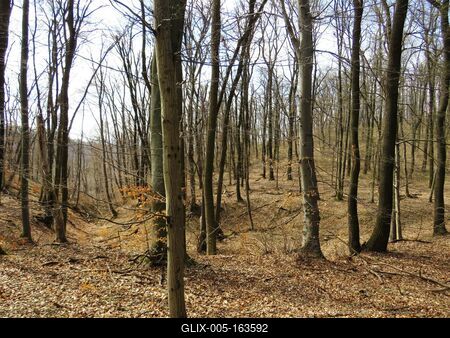 Forest in early Spring - Nature-stock-foto