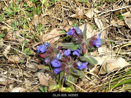 Forest flowers - Spring in Hungary-stock-foto