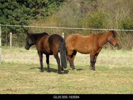 Horses on the edge of the Nagykovácsi forest -Nature-stock-foto