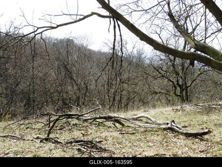 Nature: Dried twigs in Spring-stock-foto