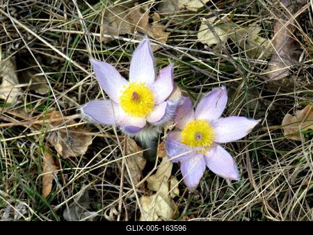 Flowers in a Hungarian Forest - Spring-stock-foto