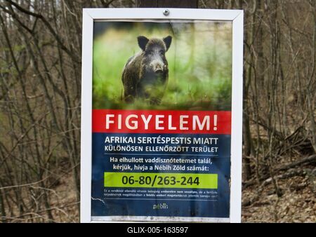 African swine fever warning sign in a Hungarian Forest-stock-foto