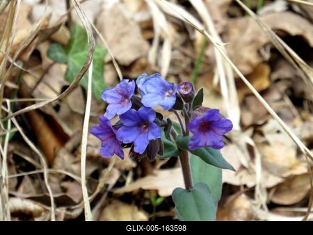 Nature: Forest flowers - Spring-stock-foto