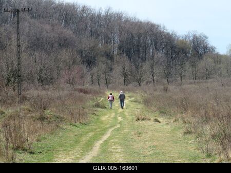 Spring in Nagykovácsi Forest-stock-foto