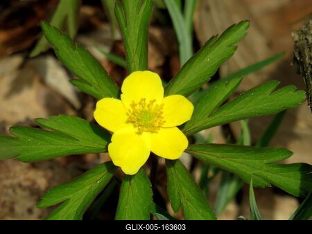 Flower in a Forest of Hungary - Spring-stock-foto