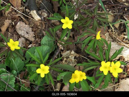 Flowers in a Forest of Hungary - Spring-stock-foto