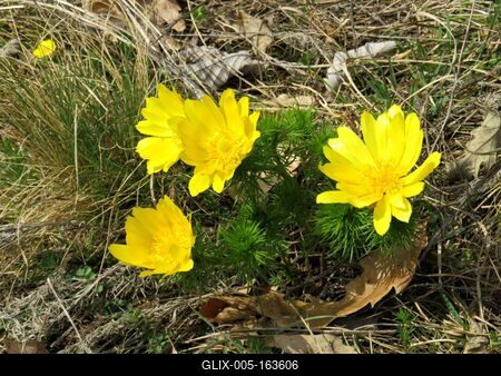 Flowers in a Hungarian Forest - Spreing-stock-foto