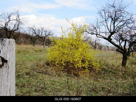 Blossoming Golden Bush - Nature-stock-foto