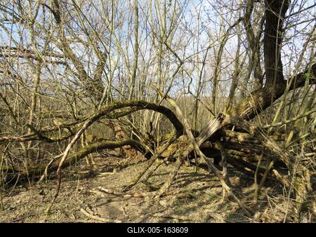Fallen tree among young trees - Nature-stock-foto