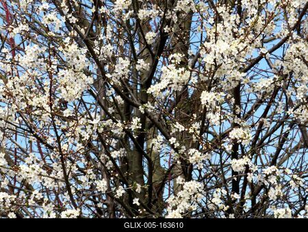 Blooming tree - Spring in a Forest of Hungary - Nature-stock-foto
