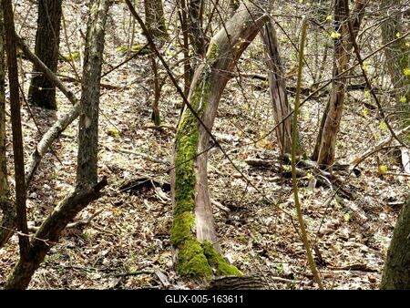Nature - Mossy decayed tree trunk in a Forest-stock-foto