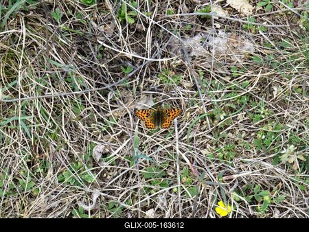 Butterfly in the Nagykovácsi Forest - Hungary - Nature-stock-foto