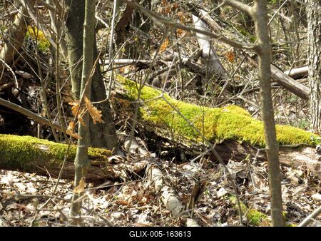 Mossy decayed tree trunks - Forest - Hungary-stock-foto