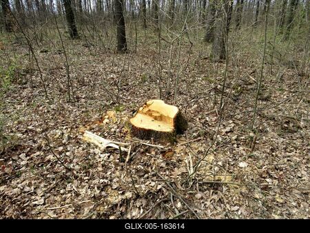 Stump of cut Wood - Forest - Hungary-stock-foto