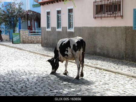 Cape Street grazing cow in Palmeira, Sal Island.erde - Street grazing cow in Palmeira, Sal Island.-stock-foto