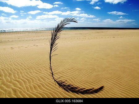 Cape Verde Islands - Sal Island - Palm Branch-stock-foto