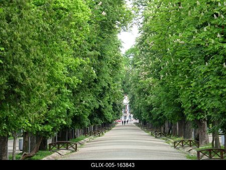 Cluj-Napoca (Kolozsvár), 9 May 2017The promenade of the Central Park (Parcul Central), chestnut trees.A Központi Park (Parcul Central) sétánya, gesztenyefák.-stock-foto