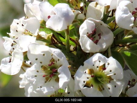 Pear tree flowers - Spring-stock-foto