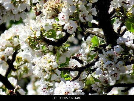 Blooming pear tree - Spring-stock-foto