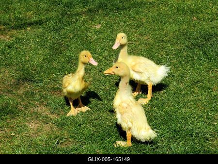 Little ducks in the grass - Spring-stock-foto