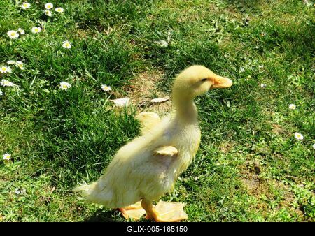 Little duck in the grass - Spring-stock-foto
