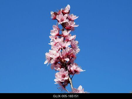 Wild swing flower.- Spring-stock-foto