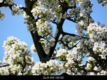 Blooming pear tree - Spring-stock-foto