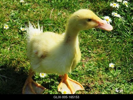 Little duck in the grass - Spring-stock-foto