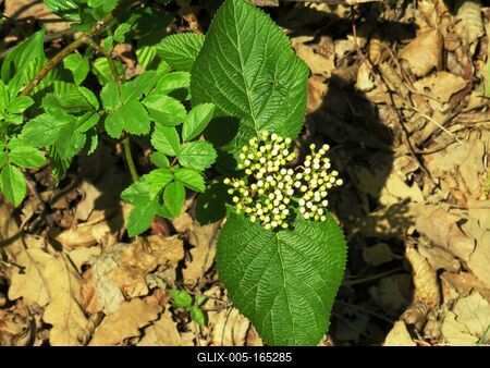 Spreing in Nagykovácsi Forest-stock-foto