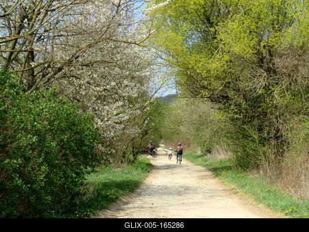 Spring in Nagykovácsi Forest -Nature and Man-stock-foto