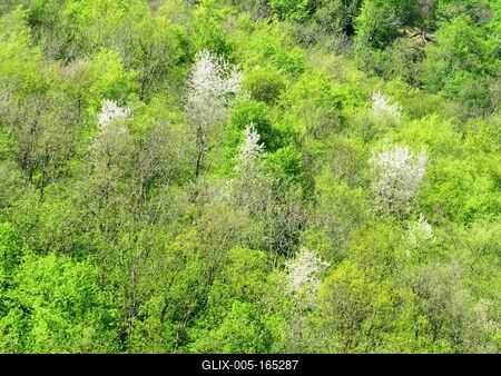 Spring in Nagykovácsi Forest - Nature-stock-foto