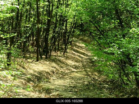 Spring in Nagykovácsi Forest - Nature-stock-foto