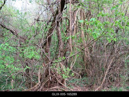 Vines in Nagykovácsi Forest - Nature-stock-foto
