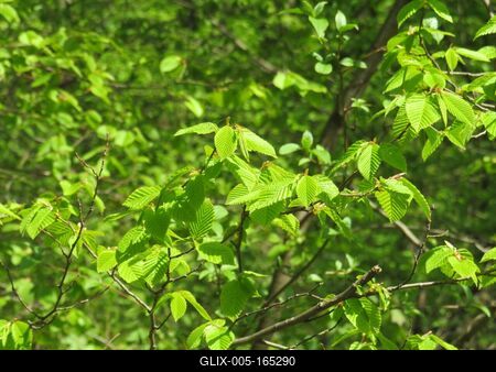 Spring in Nagykovácsi Forest - Nature-stock-foto
