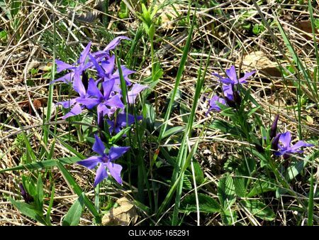 Spring in Nagykovácsi forest - Nature-stock-foto
