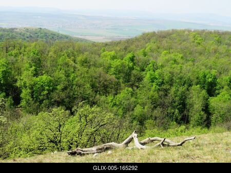 Spring in Nagykovácsi Forest - Nature-stock-foto