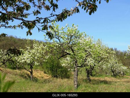 Blooming Cherry and Pear trees - Spring-stock-foto