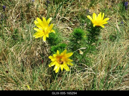Spring in Nagykovácsi Forest - Nature-stock-foto