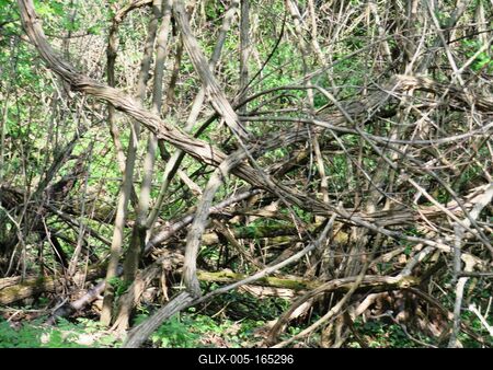 Vines in Nagykovácsi Forest - Natue-stock-foto