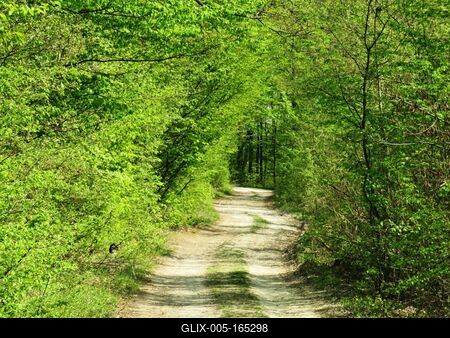 Spring in Nagykovácsi Forest - Nature-stock-foto