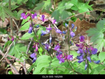 Spring in Nagykovácsi Forest - Flowers-stock-foto